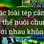 Những loại tép cảnh thủy sinh có thể nuôi chung với nhau