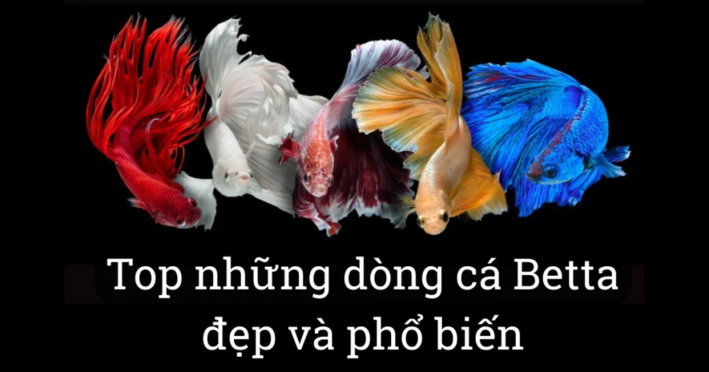 Top những dòng cá Betta đẹp nhất hiện nay