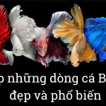 Top những dòng cá Betta đẹp nhất hiện nay