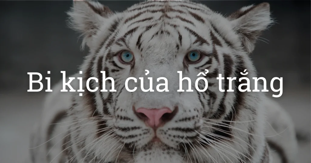 Thực tế và bi kịch đầy đen tối của hổ trắng