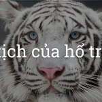 Thực tế và bi kịch đầy đen tối của hổ trắng