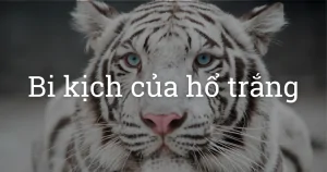 Thực tế và bi kịch đầy đen tối của hổ trắng