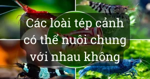 Những loại tép cảnh thủy sinh có thể nuôi chung với nhau