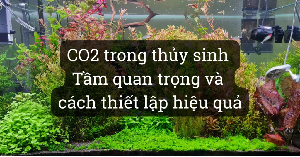 Hệ thống CO2 trong hồ thủy sinh: Tầm quan trọng, thiết lập và điều chỉnh hiệu quả