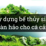 Xây dựng bể thủy sinh hoàn hảo cho cá cảnh