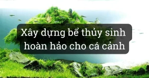 Xây dựng bể thủy sinh hoàn hảo cho cá cảnh