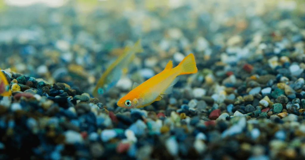 Lớp nền trong thủy sinh là gì ?