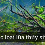 Các loại lũa trang trí trong hồ cá cảnh