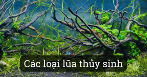 Các loại lũa trang trí trong hồ cá cảnh