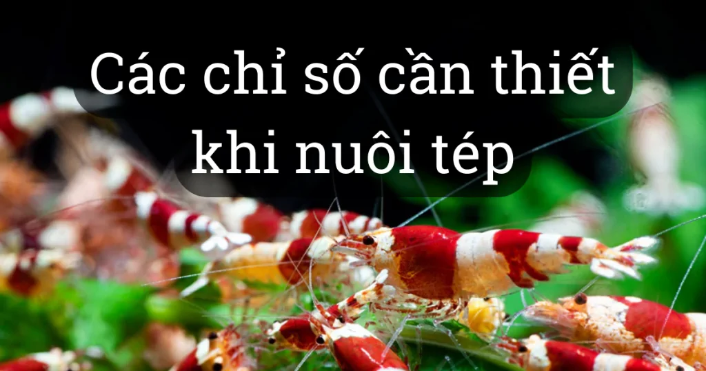 Những điều cần lưu ý khi nuôi tép màu thủy sinh nước ngọt.