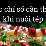 Những điều cần lưu ý khi nuôi tép màu thủy sinh nước ngọt.