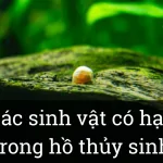 Các sinh vật có hại trong hồ thủy sinh