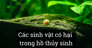 Các sinh vật có hại trong hồ thủy sinh