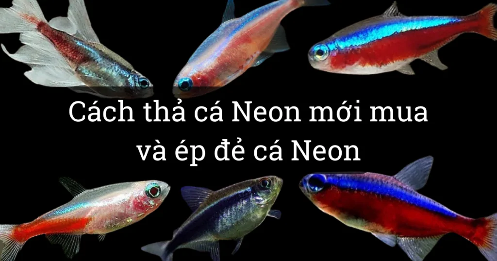 Cá Neon là gì ? Cần chuẩn bị gì khi mua cá về và cách để ép sinh sản cá Neon