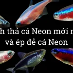 Cá Neon là gì ? Cần chuẩn bị gì khi mua cá về và cách để ép sinh sản cá Neon