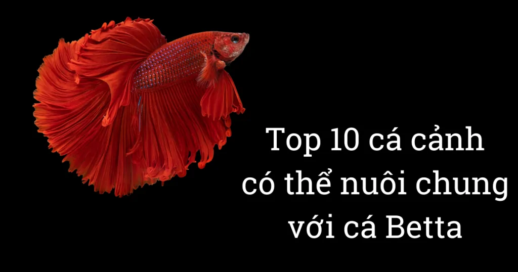 Top 10 loài cá cảnh thủy sinh có thể nuôi chung với cá Betta