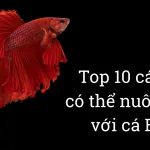 Top 10 loài cá cảnh thủy sinh có thể nuôi chung với cá Betta