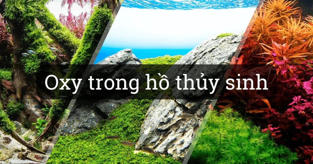 Oxy trong Hồ thủy sinh
