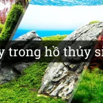 Oxy trong Hồ thủy sinh