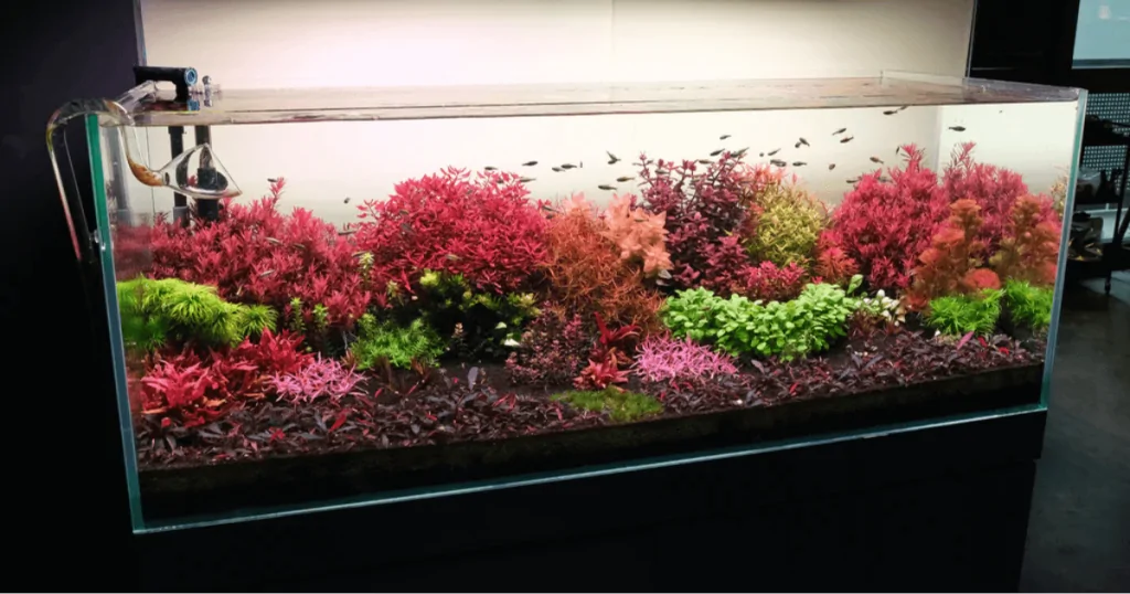 Top 10 cây cắt cắm cho hồ thủy sinh