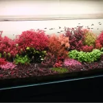 Top 10 cây cắt cắm cho hồ thủy sinh