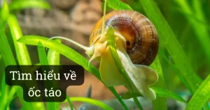 Tìm hiểu về ốc táo : Đặc điểm, chăm sóc và nuôi trong hồ cá cảnh
