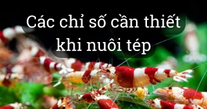 Những điều cần lưu ý khi nuôi tép màu thủy sinh nước ngọt.