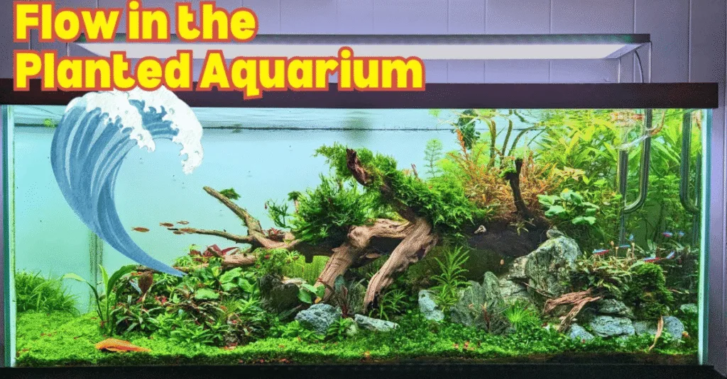 Tầm quan trọng của dòng chảy và độ động mặt nước trong hồ thủy sinh