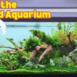 Tầm quan trọng của dòng chảy và độ động mặt nước trong hồ thủy sinh