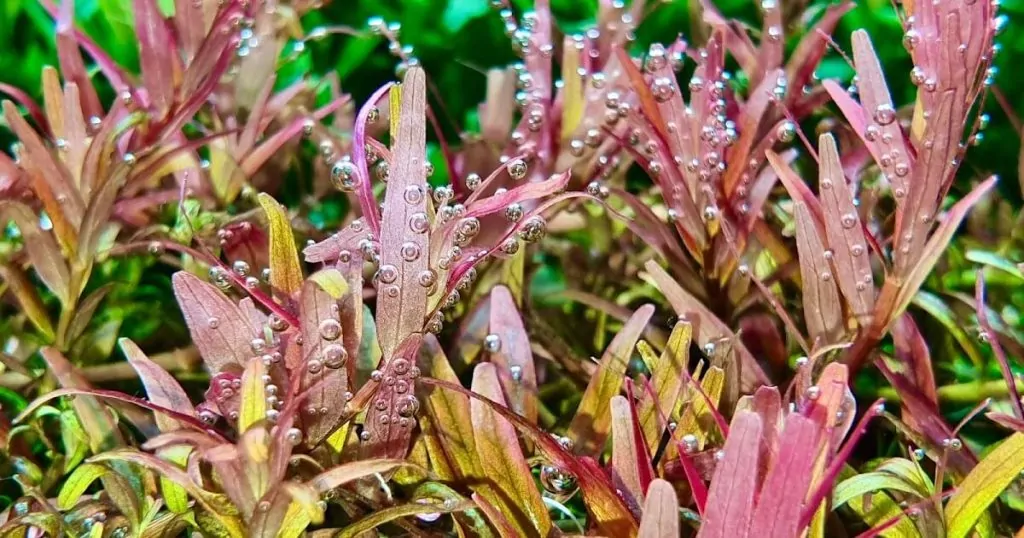 Các loại cây thủy sinh dễ trồng nhất cho người mới chơi