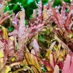 Các loại cây thủy sinh dễ trồng nhất cho người mới chơi