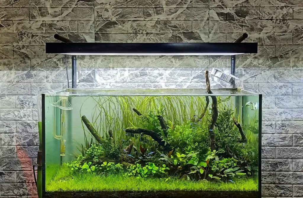 Cỏ Cọp – Hướng Dẫn Trồng Và Chăm Sóc Đúng Cách, Phát Triển Tốt