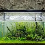 Cỏ Cọp – Hướng Dẫn Trồng Và Chăm Sóc Đúng Cách, Phát Triển Tốt