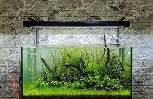 Cỏ Cọp – Hướng Dẫn Trồng Và Chăm Sóc Đúng Cách, Phát Triển Tốt