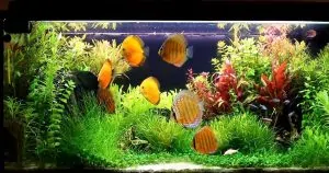 Các loại thức ăn kích màu cá cảnh