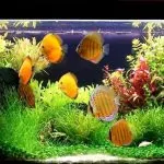 Hiểu rõ hơn về các loại vi sinh trong hồ thủy sinh: Vai trò và tầm quan trọng