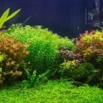 Các loại cây thủy sinh dễ trồng cho người mới bắt đầu. Hướng dẫn chăm sóc và trang trí hồ cá kết hợp trồng cây thủy sinh.