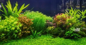 Các loại cây thủy sinh dễ trồng cho người mới bắt đầu. Hướng dẫn chăm sóc và trang trí hồ cá kết hợp trồng cây thủy sinh.