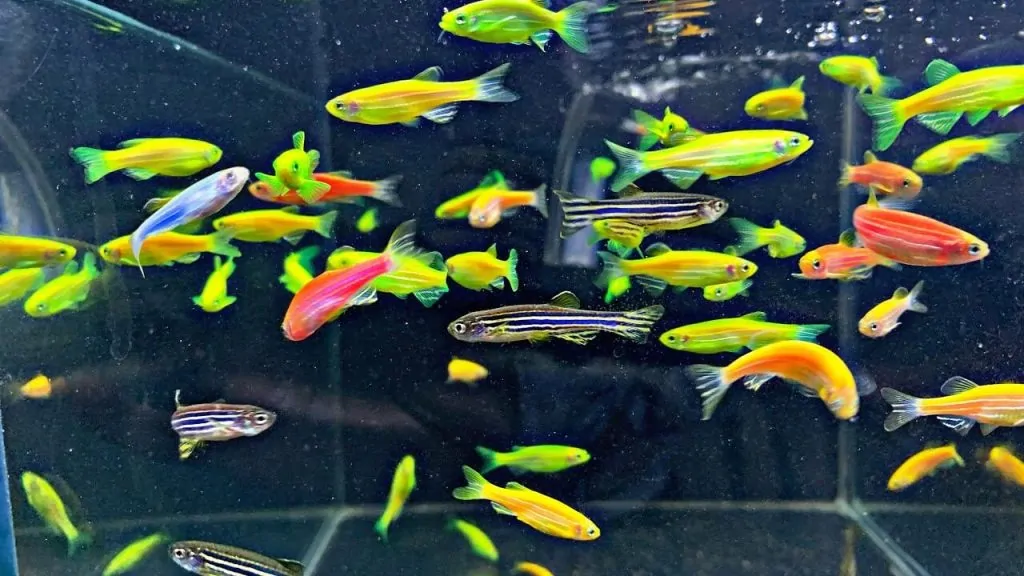 Các loại cá cảnh thích dòng chảy mạnh