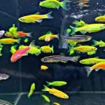 Các loại cá cảnh thích dòng chảy mạnh