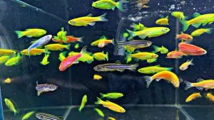 Các loại cá cảnh thích dòng chảy mạnh