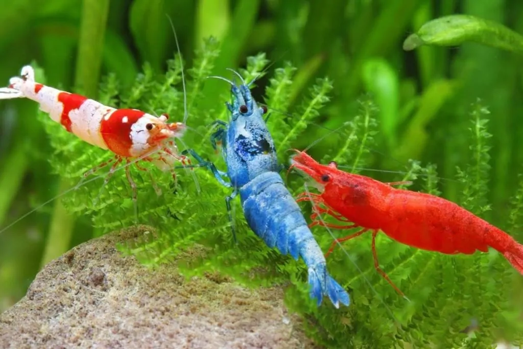 Tép màu: có thể ăn một số loại rêu như rêu xanh và rêu tóc.