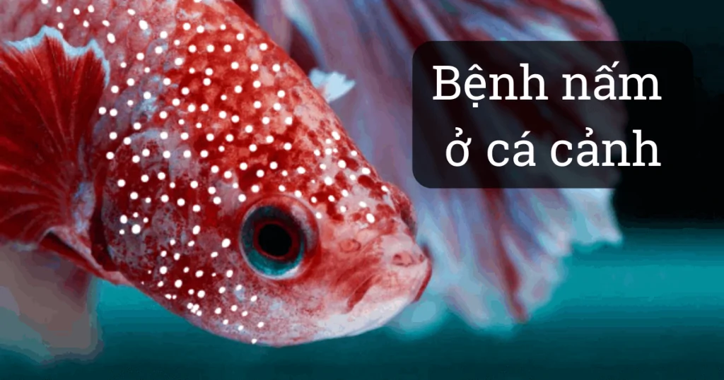 Bệnh Nấm ở Cá Cảnh