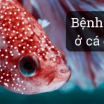 Bệnh Nấm ở Cá Cảnh