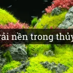 Các Loại Cây Trải Nền Trong Hồ Thủy Sinh