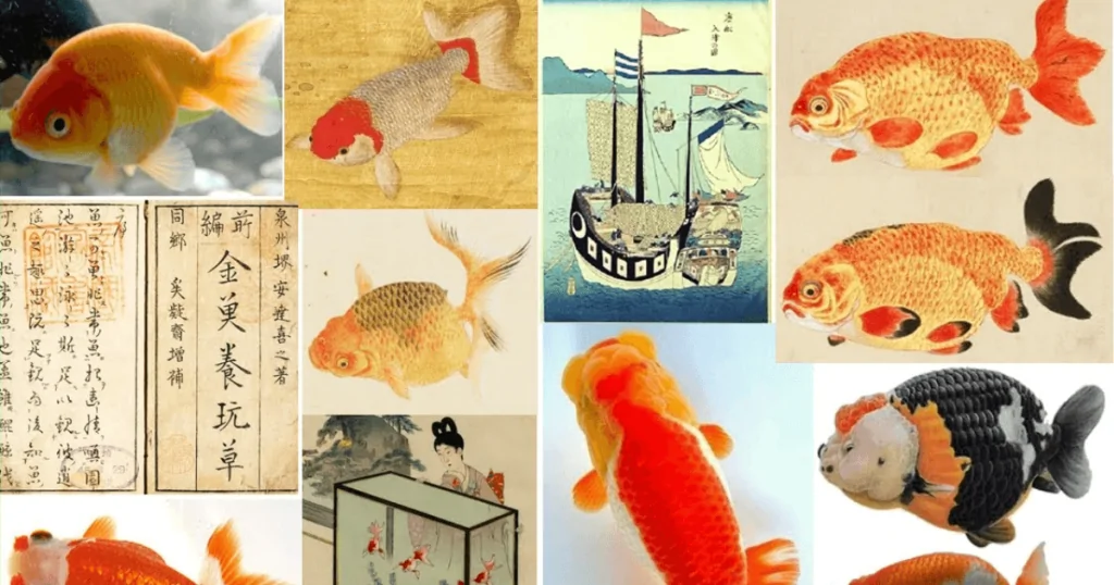 Cá Ranchu – Tất tần tật về loài cá huyền thoại của Nhật Bản