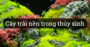 Các Loại Cây Trải Nền Trong Hồ Thủy Sinh