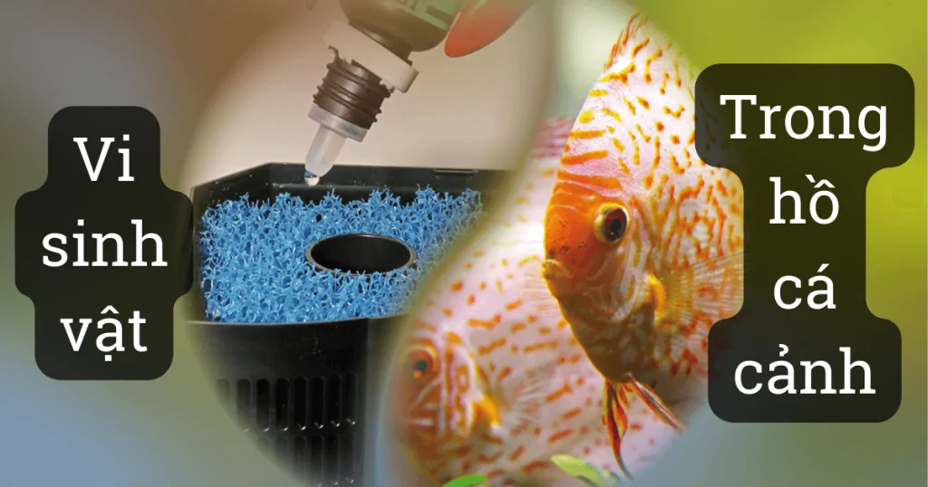 Vi sinh vật là gì. Các loại vi sinh trong hồ cá