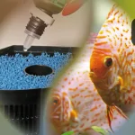 Vi sinh vật là gì. Các loại vi sinh trong hồ cá