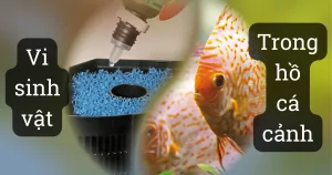 Vi sinh vật là gì. Các loại vi sinh trong hồ cá